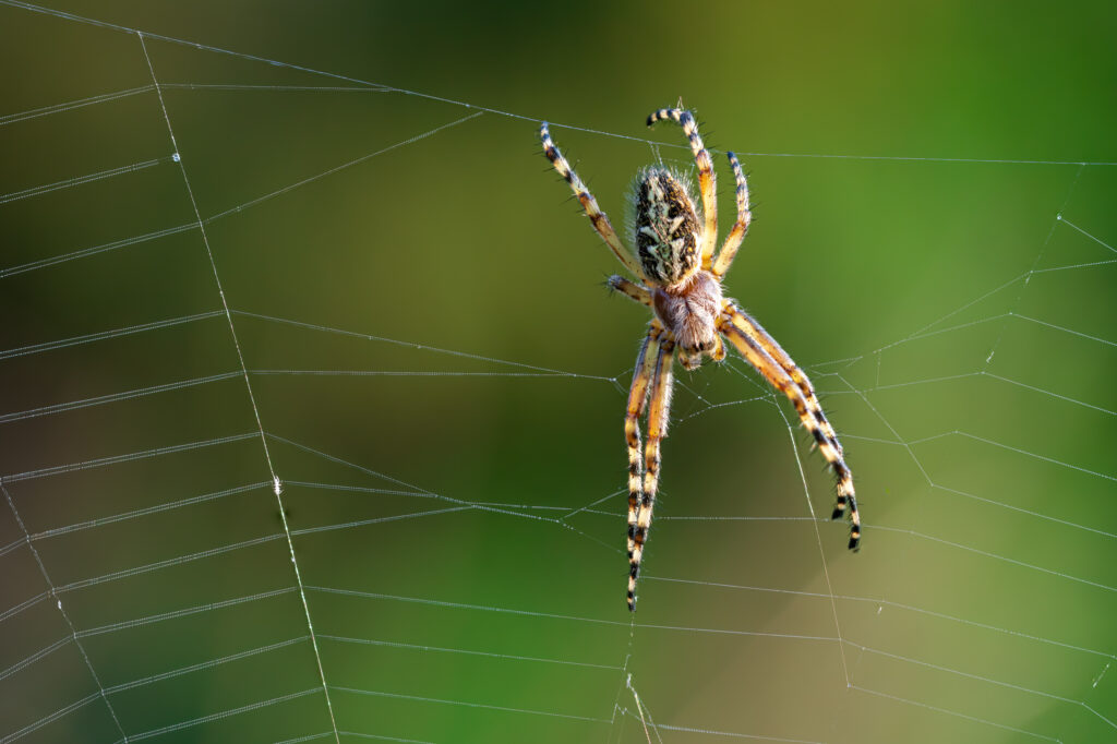Eichenblattspinne