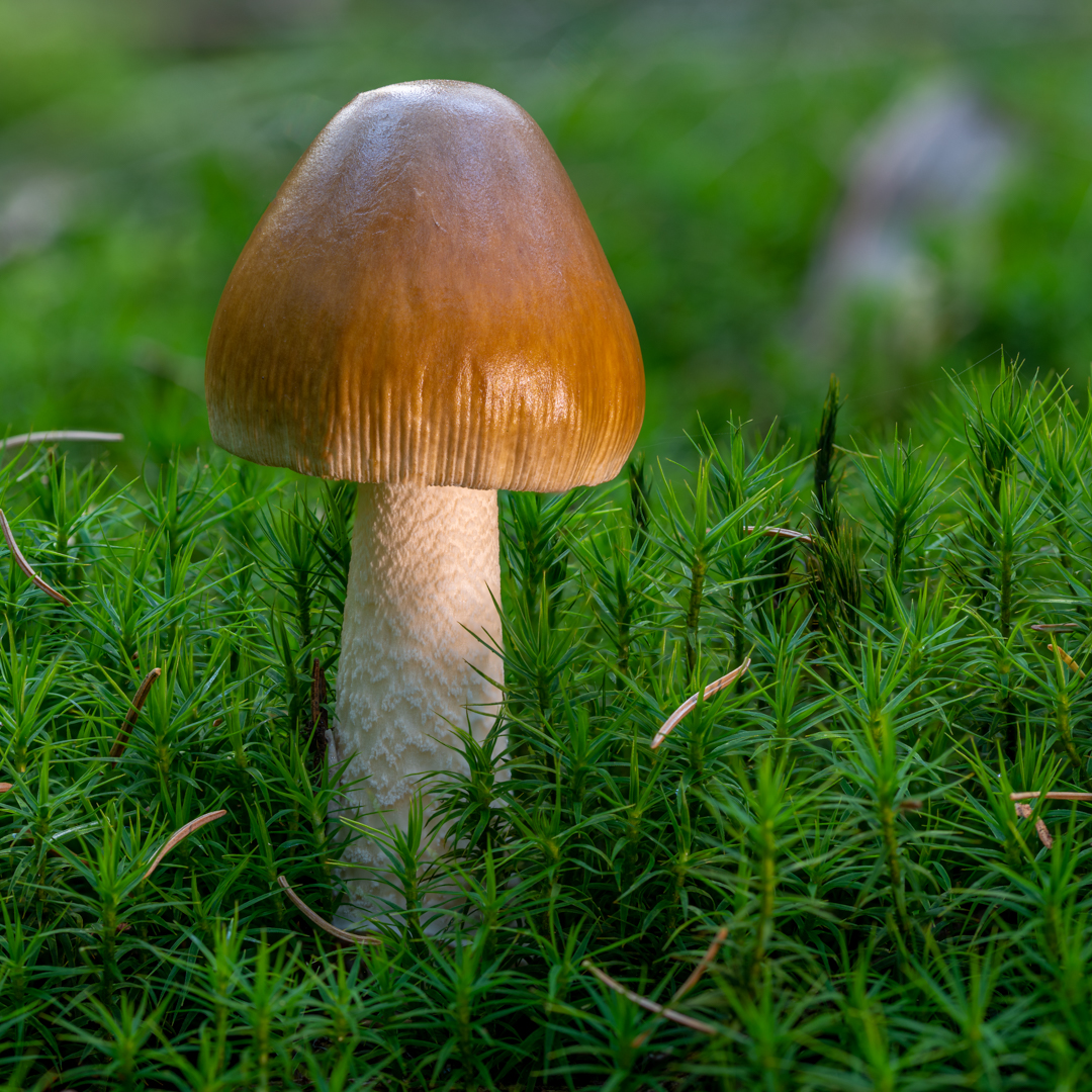 Scheidentrichterling