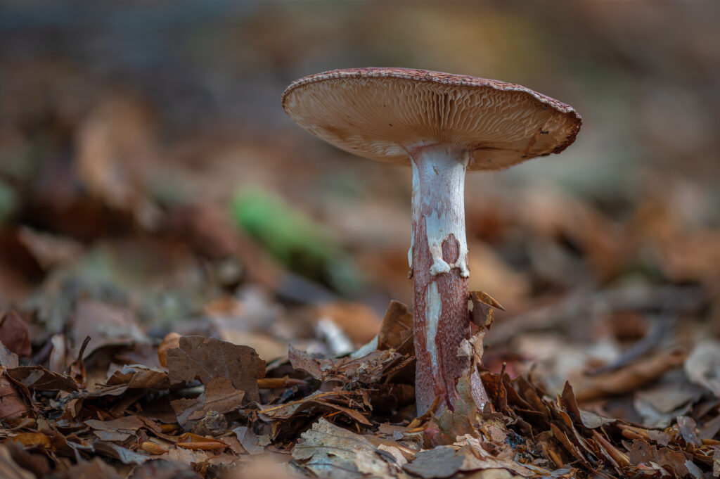 Amanita