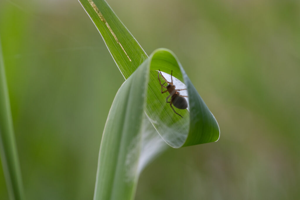 Spinne im Blattkringel