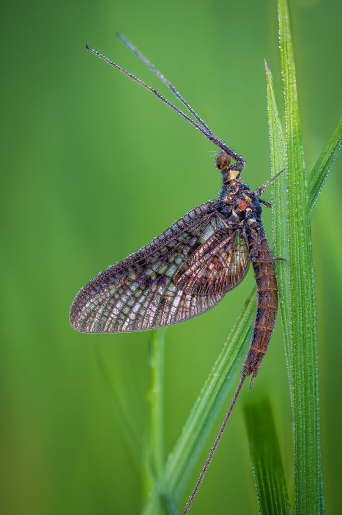 Eintagsfliege
