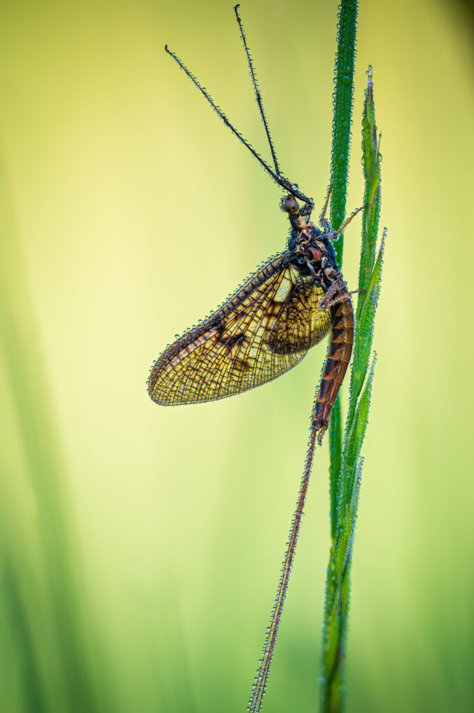 Eintagsfliege