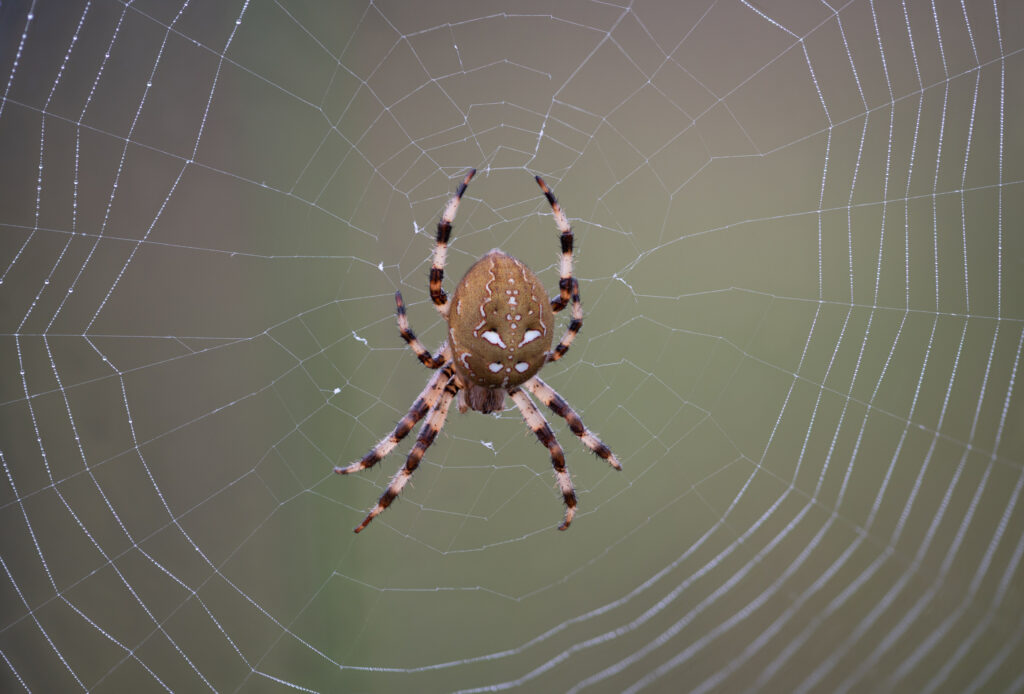 Vierfleckkreuzspinne