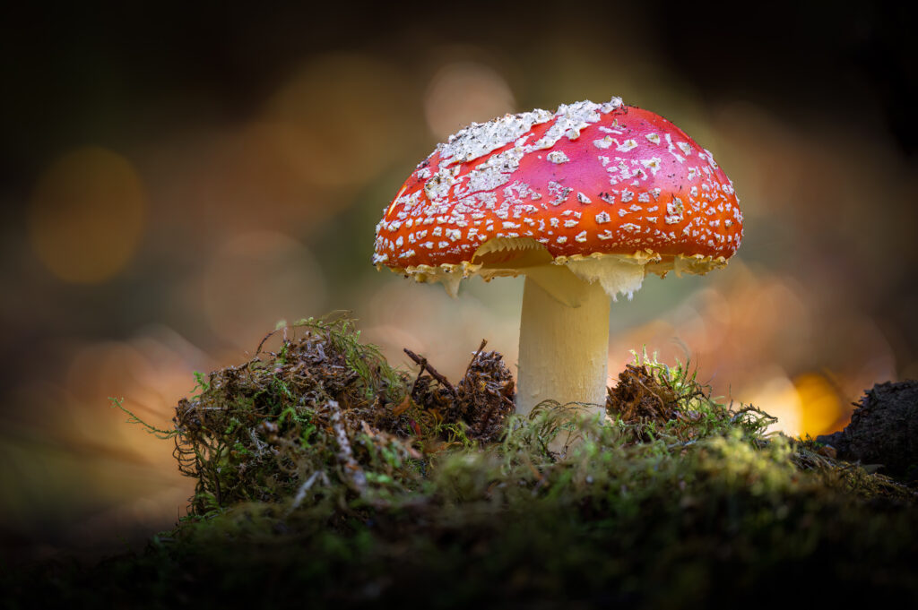 Fliegenpilz