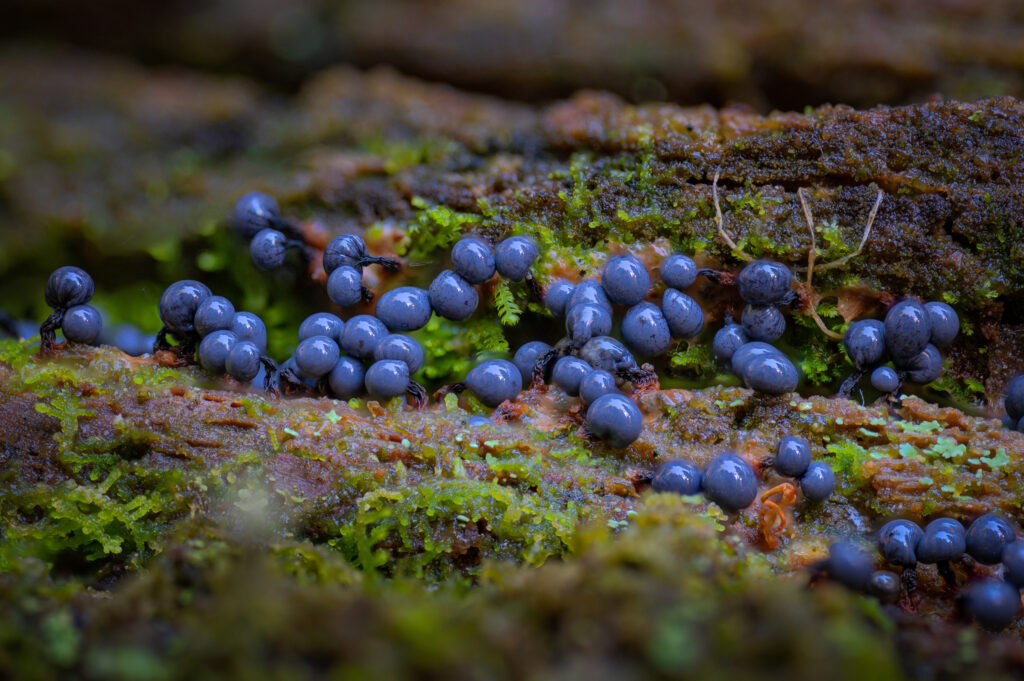 Lamproderma