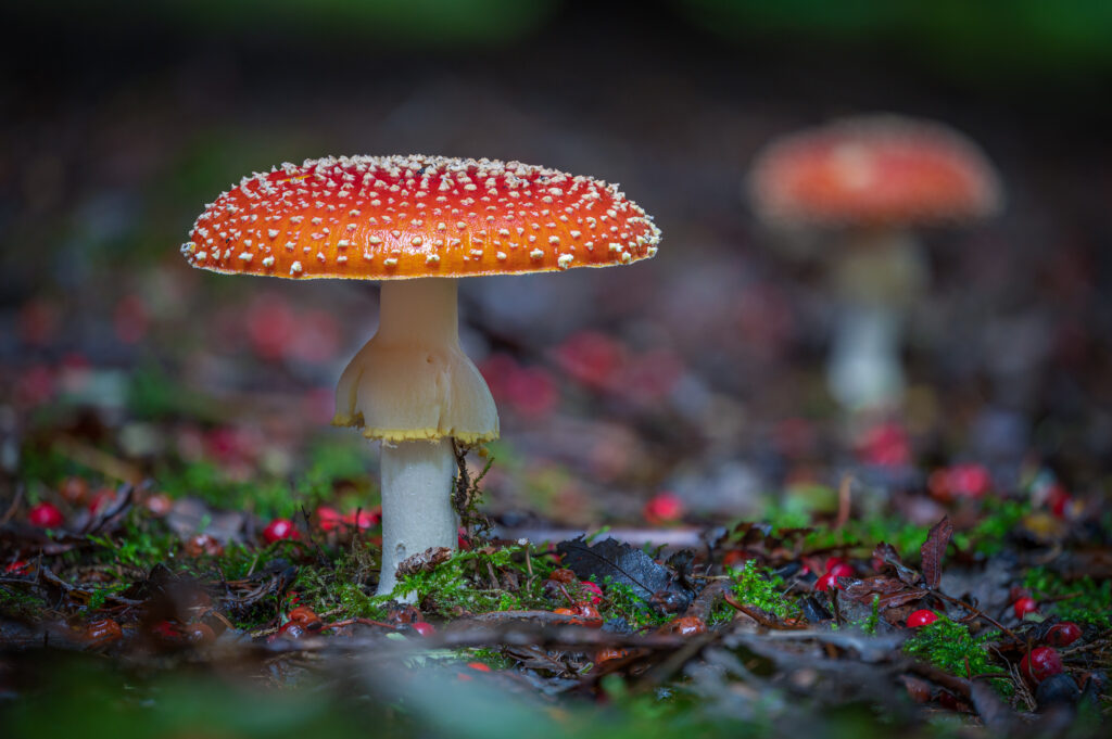 Fliegenpilz