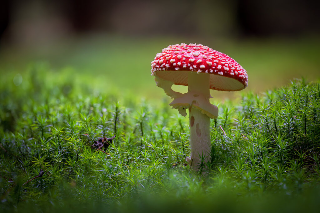 Fliegenpilz