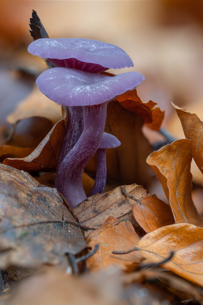 Violetter Lacktrichterling