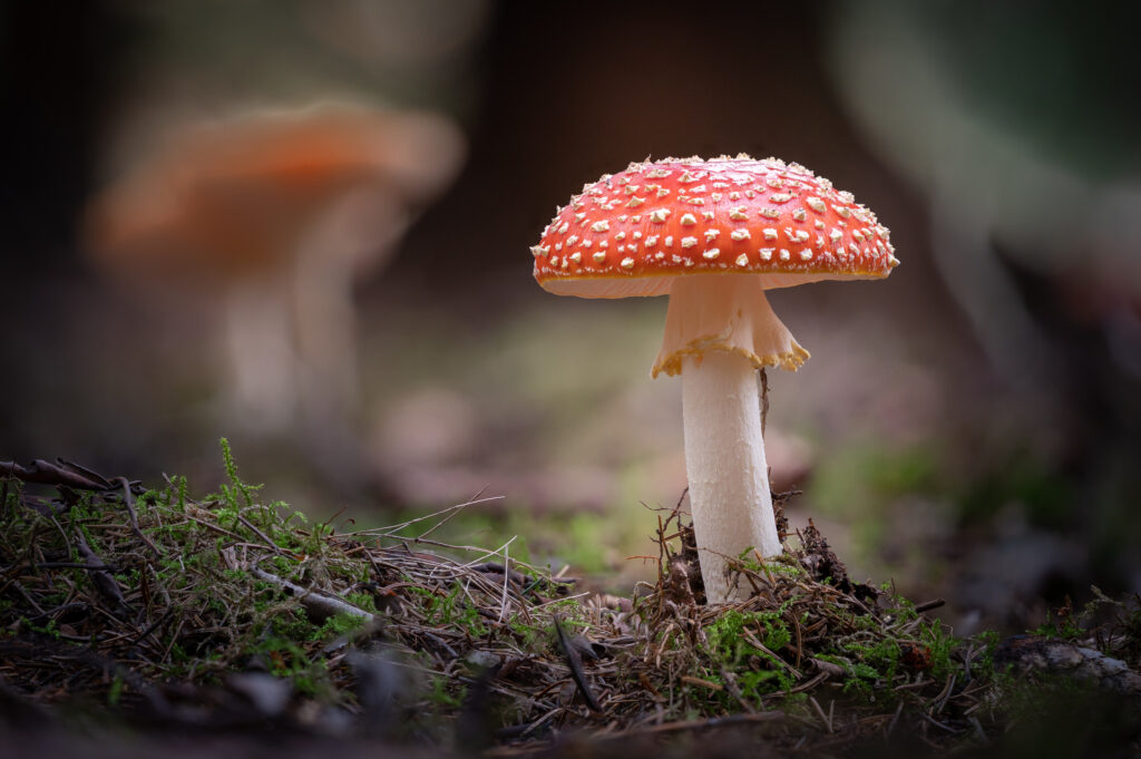 Fliegenpilz