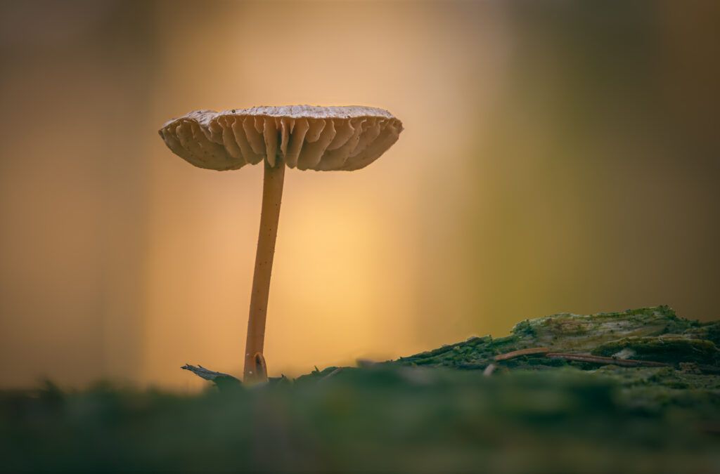 Agaricalis