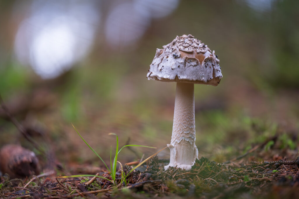 Amanita excelsa
