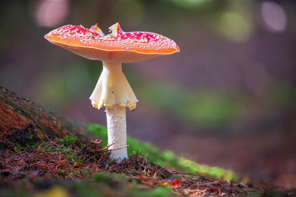 Fliegenpilz