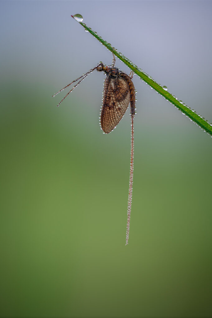 Eintagsfliege