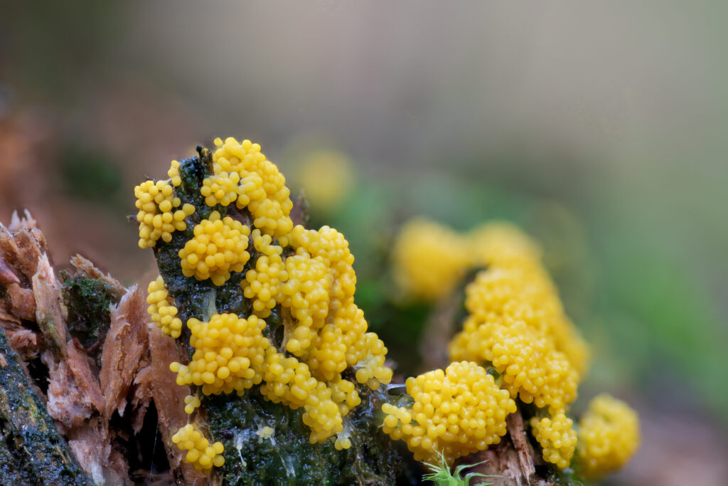 Physarum virescens