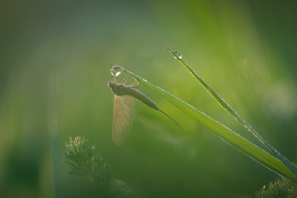 In Pastellgrün