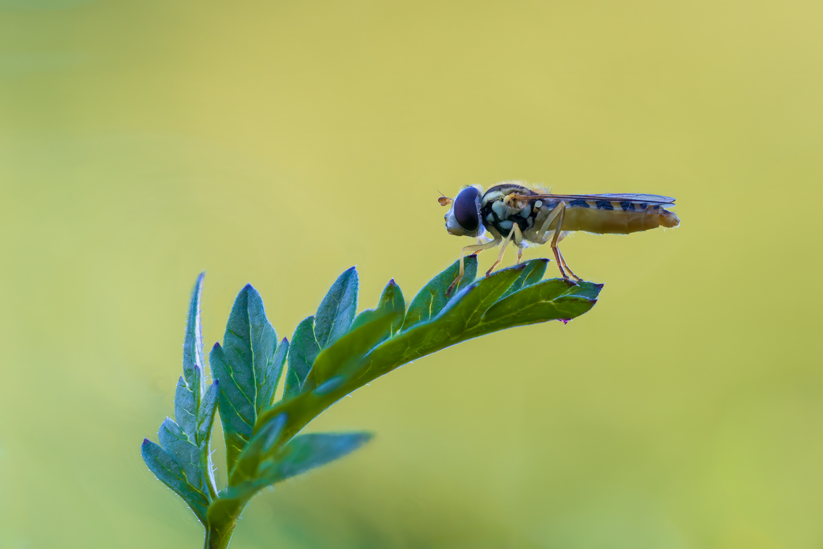 Schwebfliege