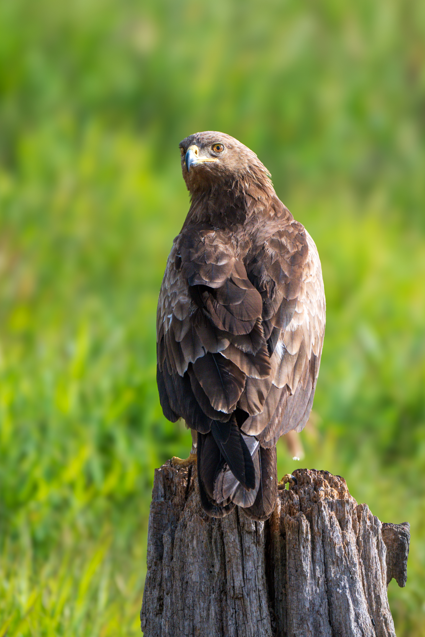 Schreiadler