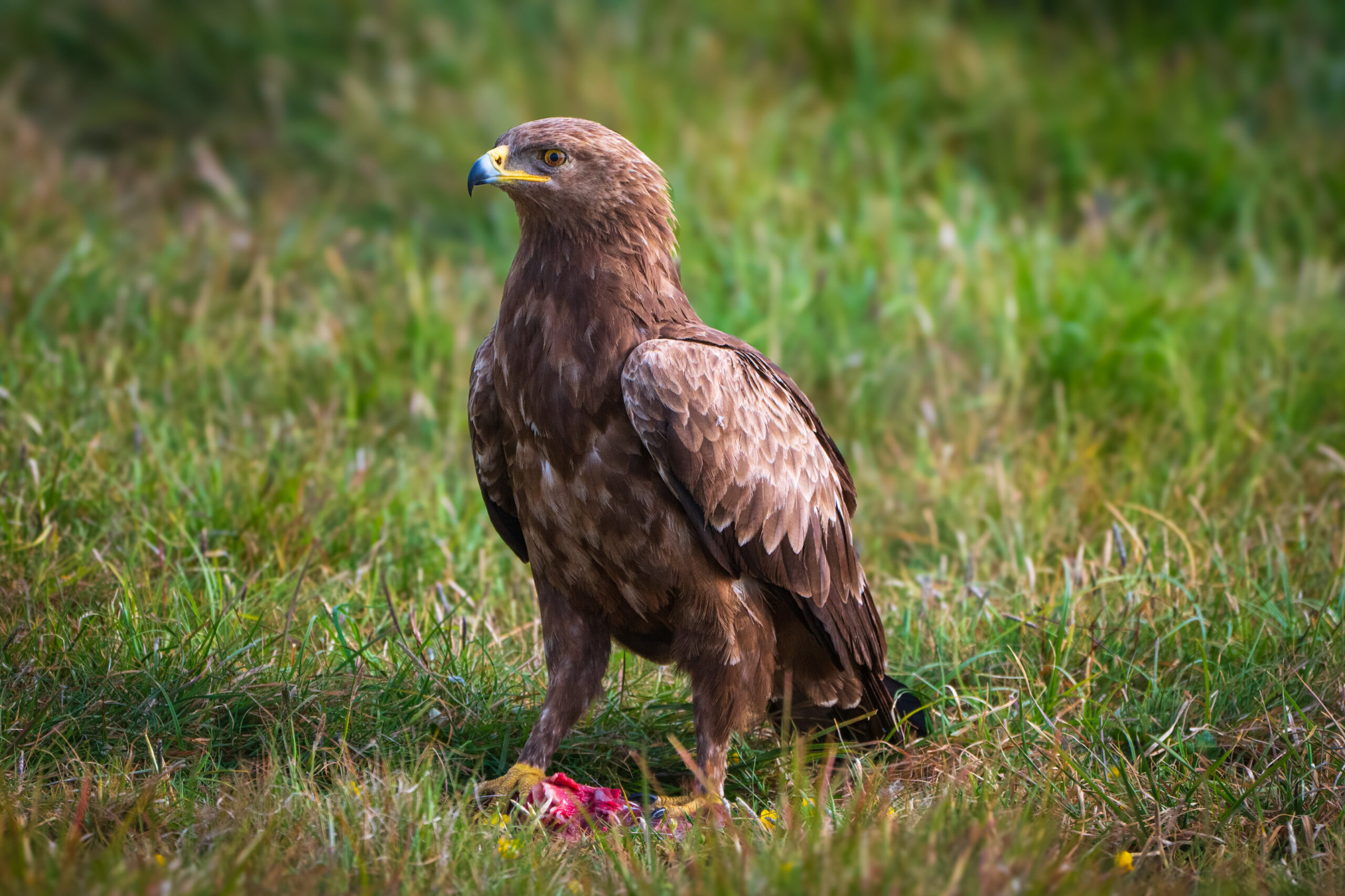 Schreiadler mit Beute