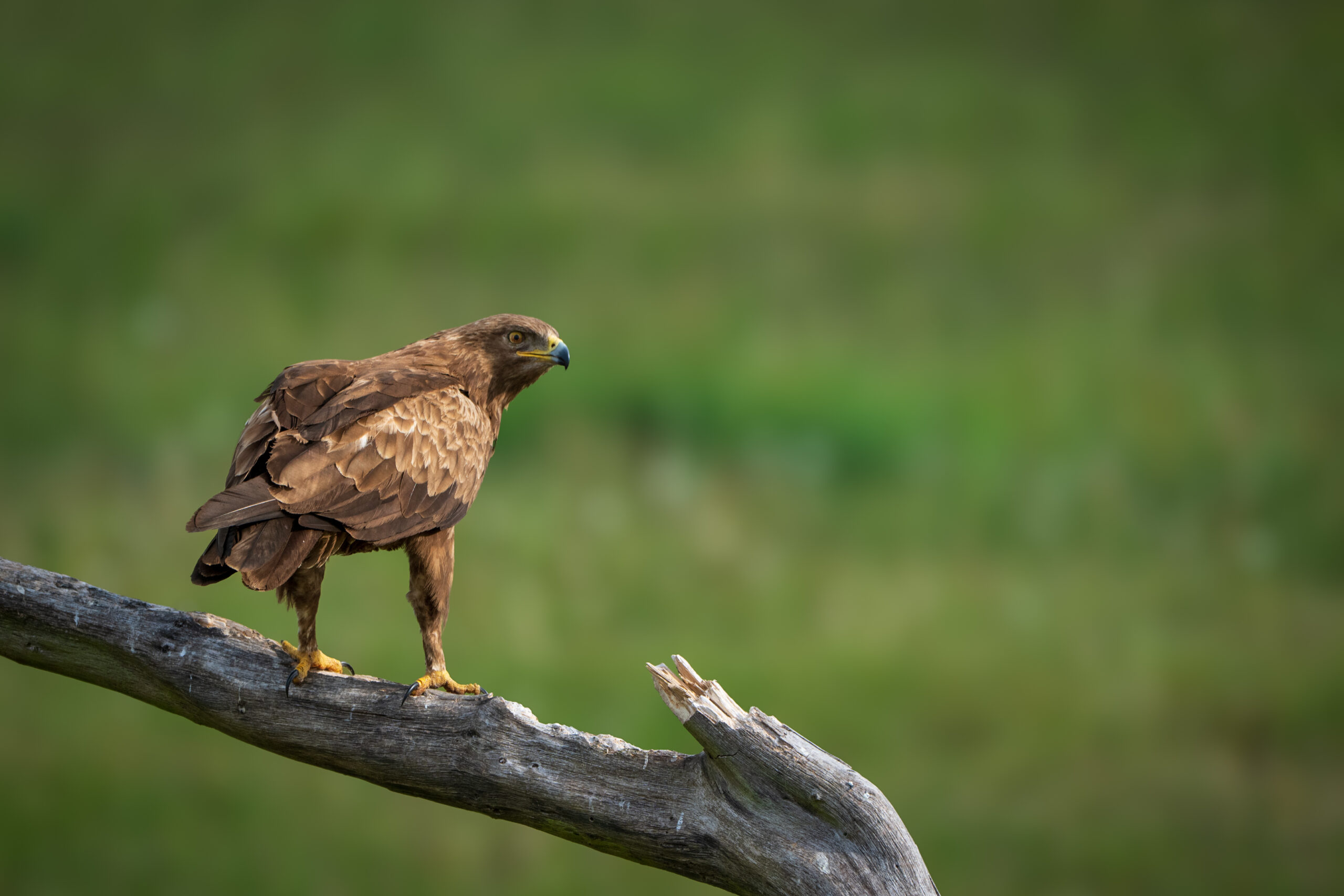 Schreiadler auf Ansitz