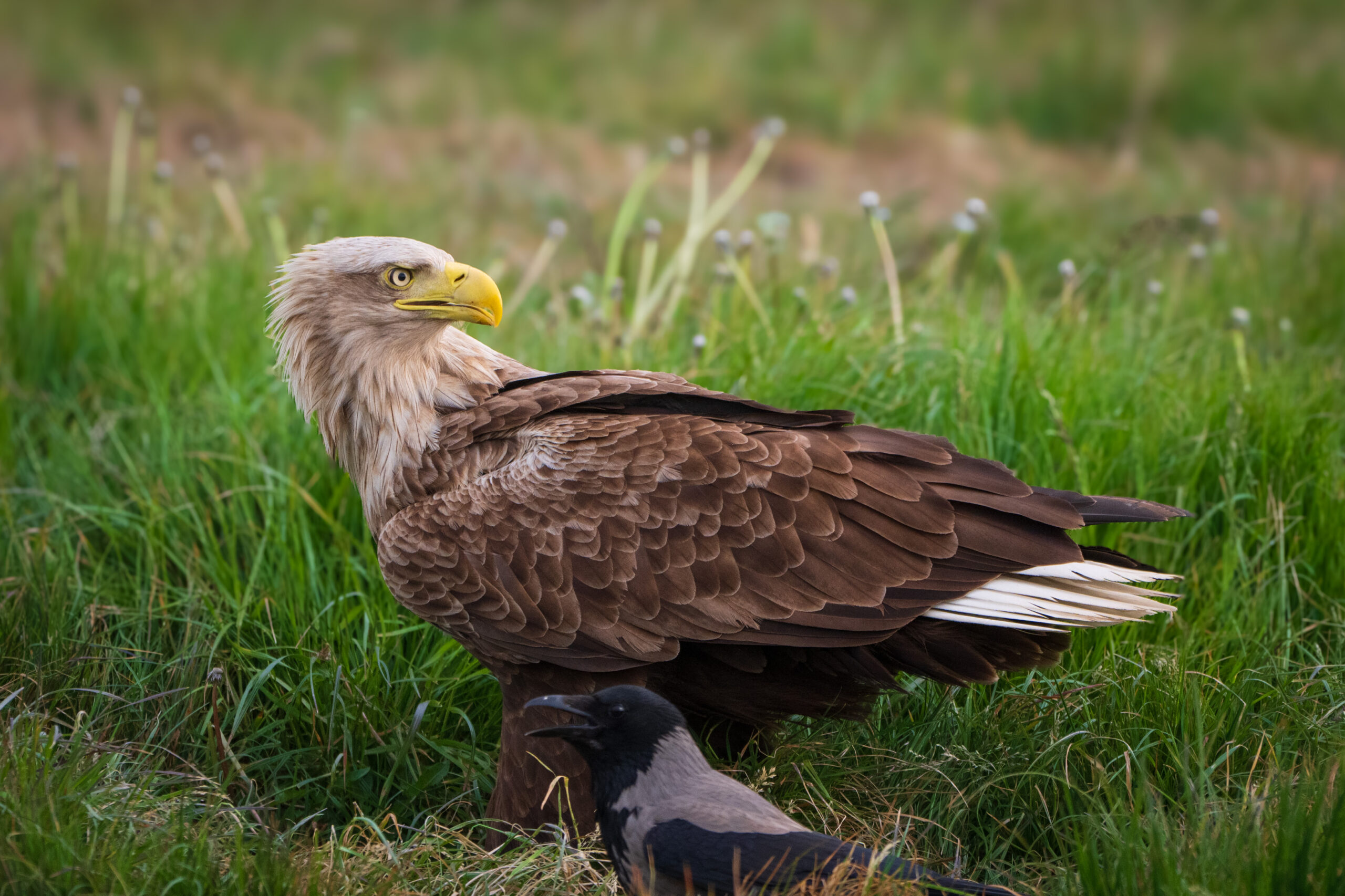 Seeadler