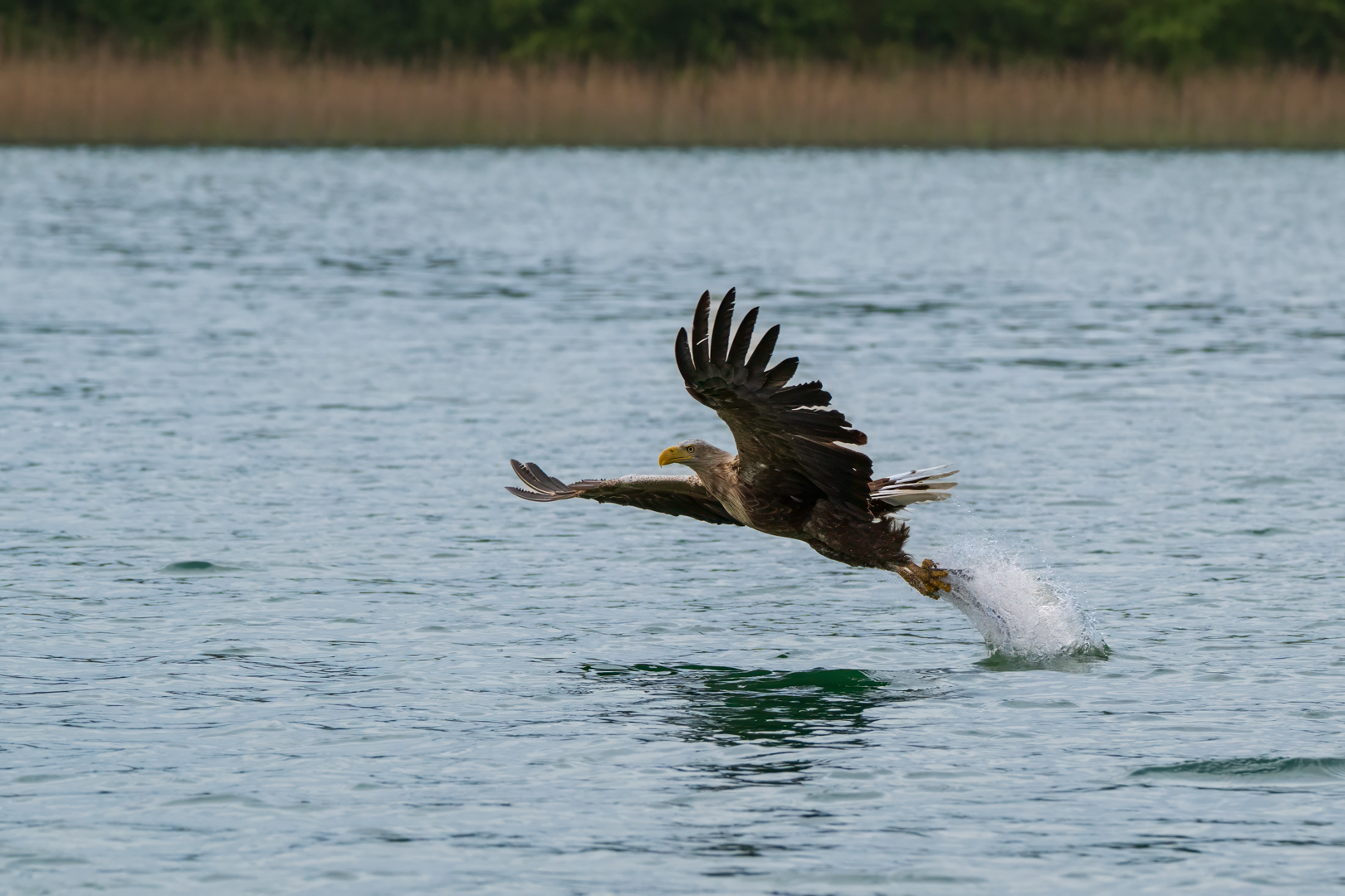 Seeadler