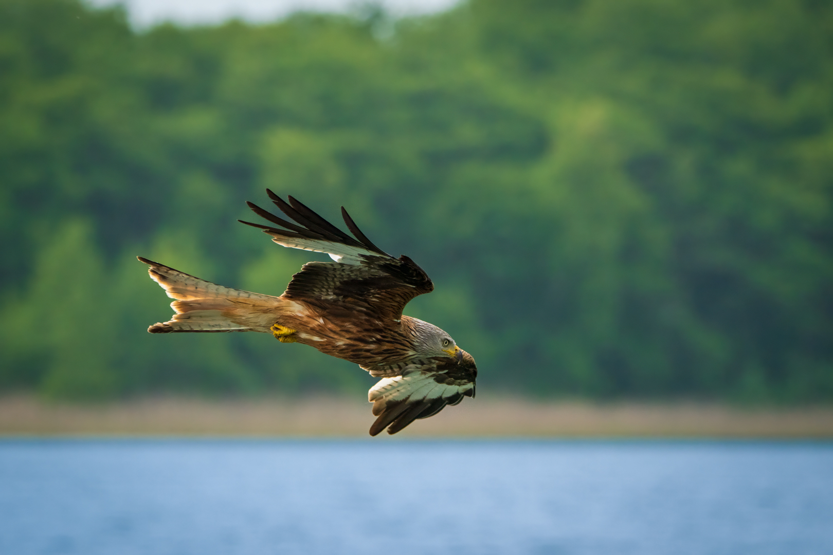 Rotmilan im Flug