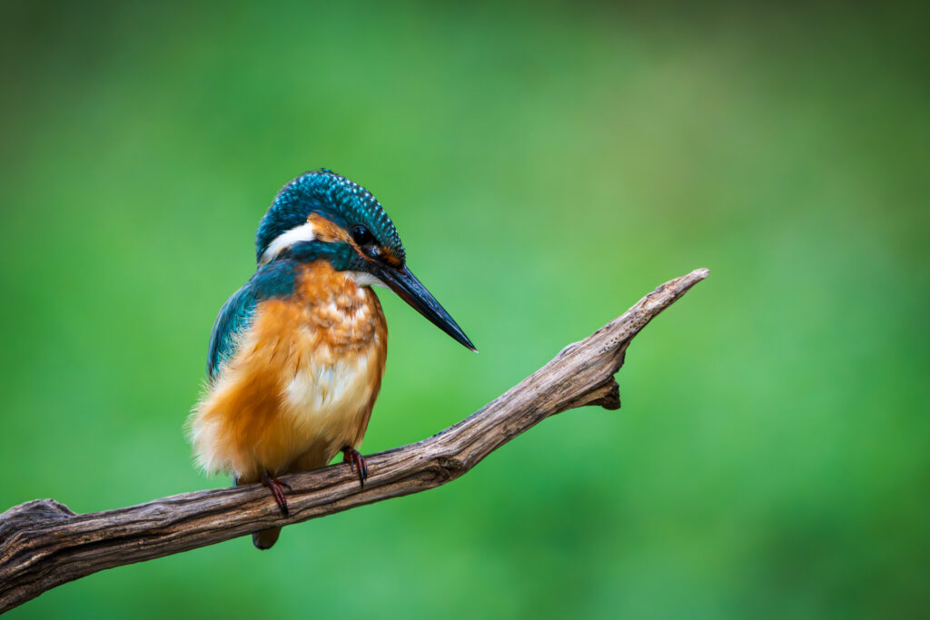 Eisvogel auf Ansitz