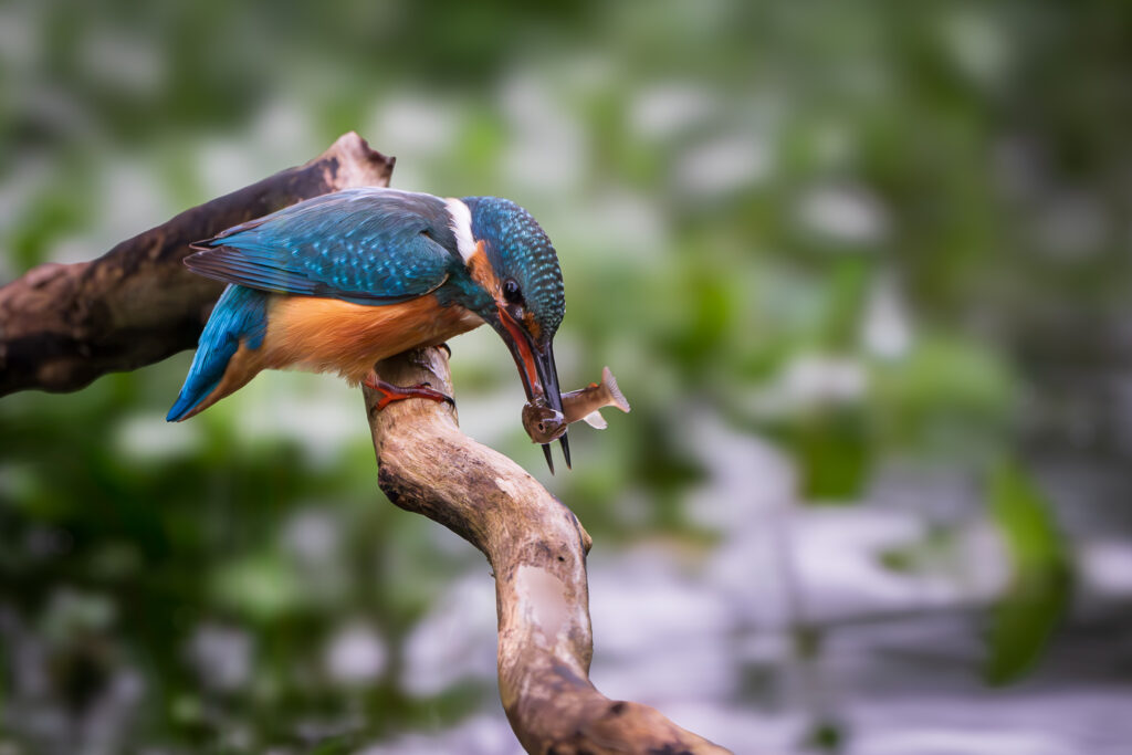 Eisvogel mit Beutefisch