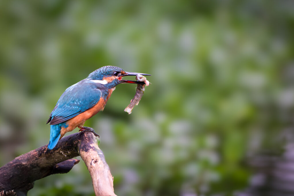 Eisvogel mit Beutefisch
