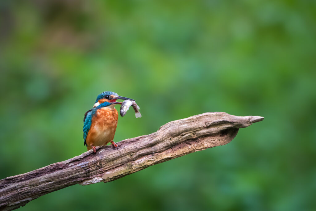 Eisvogel mit Beutefisch