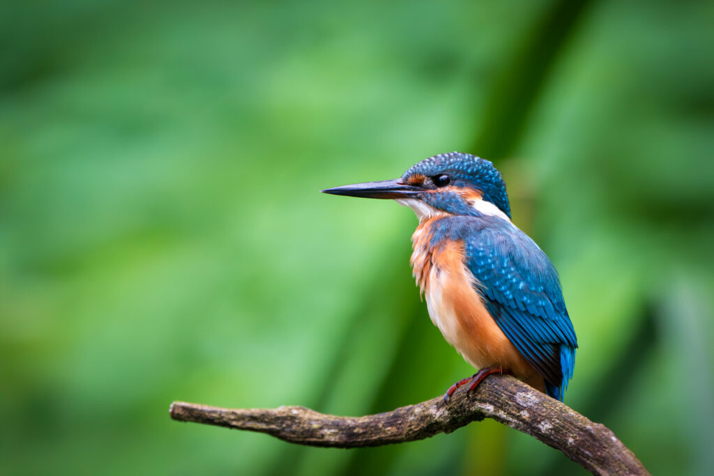 Eisvogel auf Ansitz
