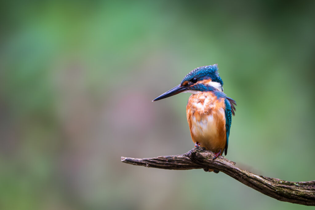 Eisvogel auf Ansitz