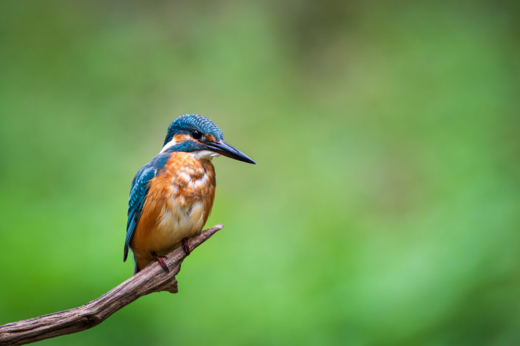 Eisvogel auf Ansitz