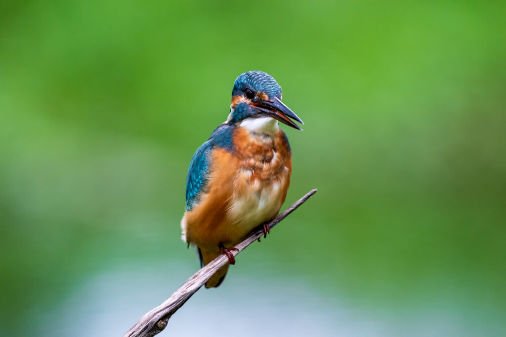 Eisvogel auf Ansitz