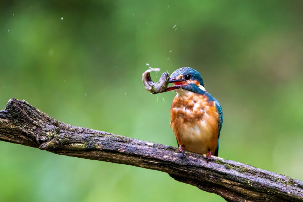 Eisvogel mit Beutefisch