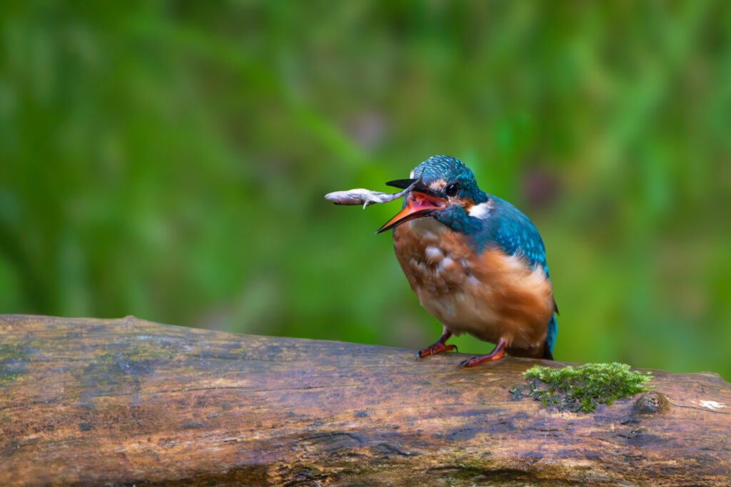 Eisvogel beim Zurechtlegen der Beute