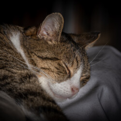 Momo im Tiefschlaf Kater Momo