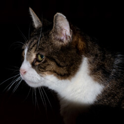 Momo auf Beobachtungsposten Kater Momo