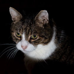 Momo aufmerksam Kater Momo