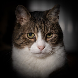 Momo hellwach (?) Kater Momo