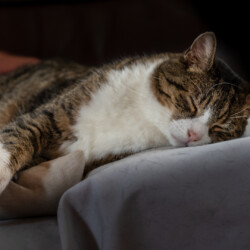 Momo beim Schlafen Kater Momo