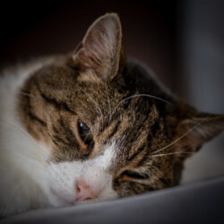 Momo, ganz schön müde Kater Momo