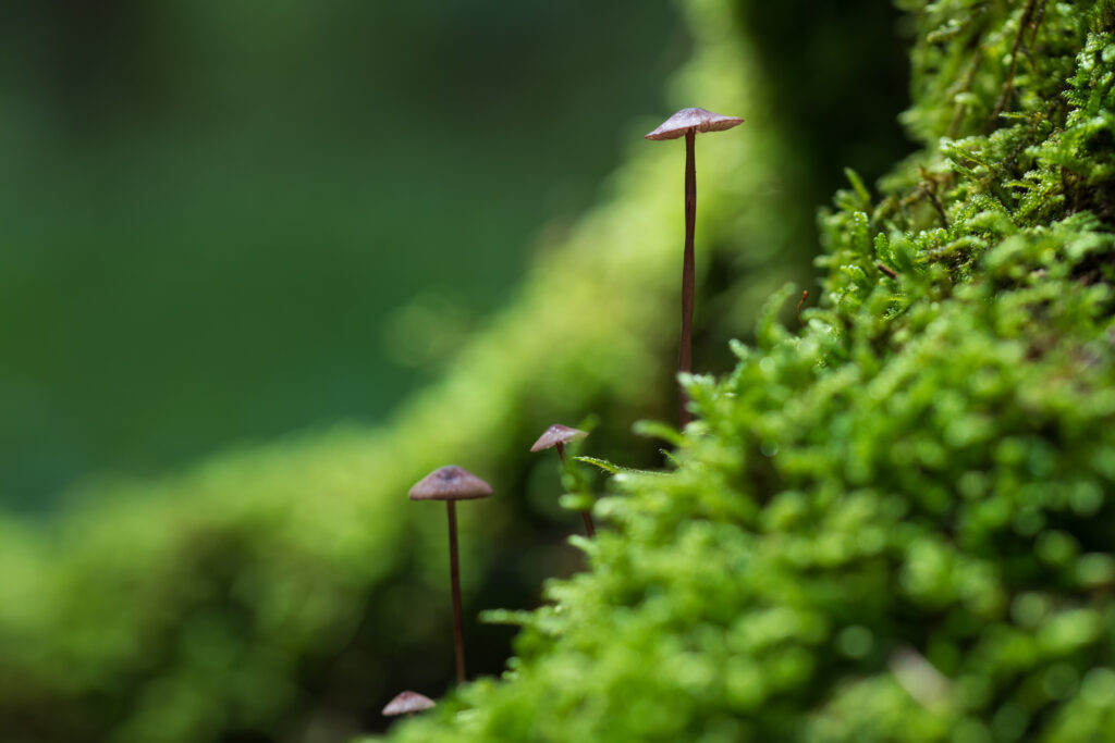 Mycetinis alliaceus