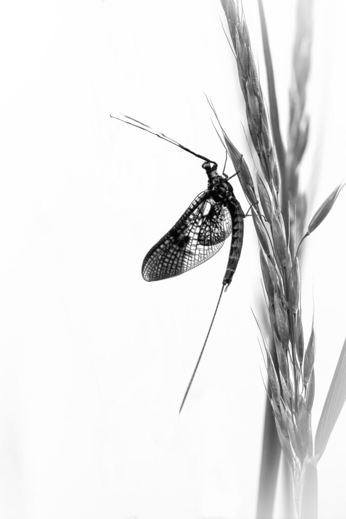 Eintagsfliege
