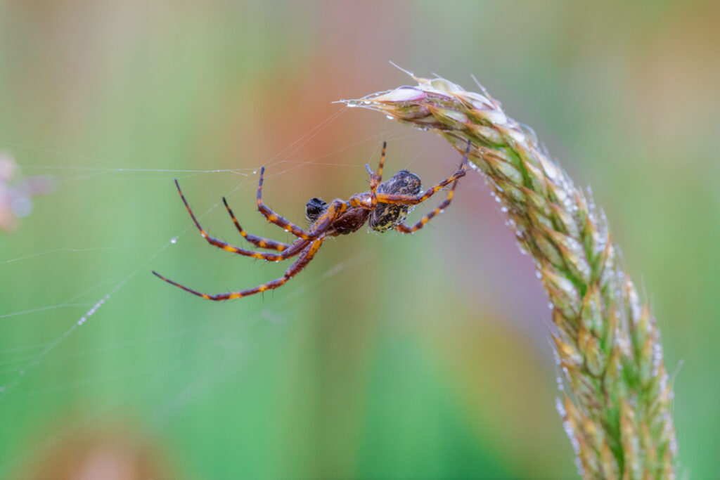 Eichblatt Radspinne