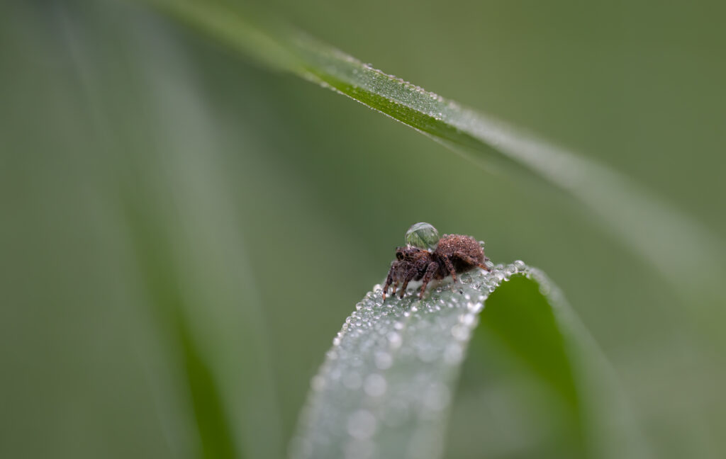 Springspinne