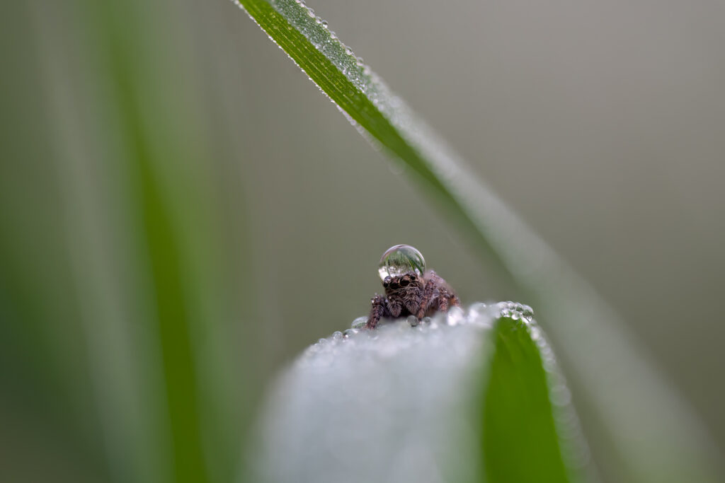 Springspinne